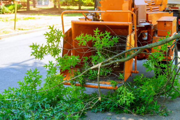 Best Tree Pruning Services  in Milan, NM